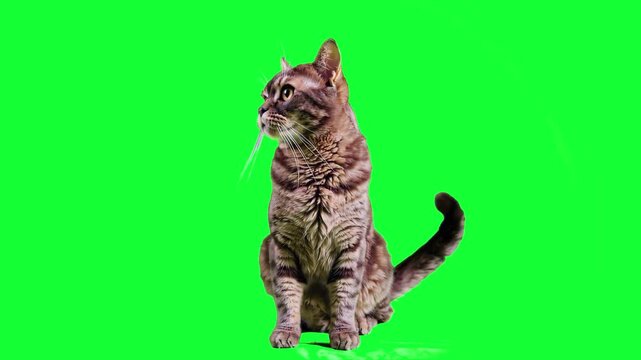 A brown tabby cat with distinct stripe patterns sits in a studio setting against a uniform green screen. The clean isolation and neutral lighting allow for seamless integration into various digital en
