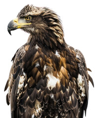 Obraz premium PNG Majestic eagle with sharp gaze