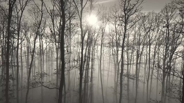 Black and white drone shot through thick oak forest. Atmospheric, contrasty image.
