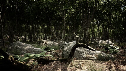 Fototapeta premium Sunlight filters through the dense canopy of trees, illuminating large stones and vibrant foliage on the forest floor. The atmosphere feels serene and inviting, perfect for exploration.