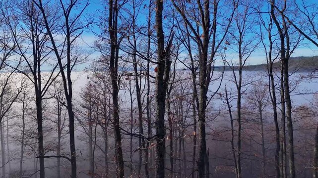 Oak trees in the morning with fog in the valley below hill. Autumn, winter scenery. Thick forrest. 