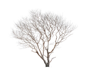 Obraz premium PNG Bare tree against white background.