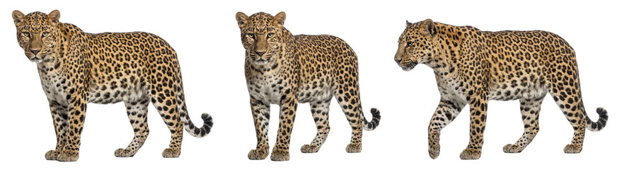 Obraz premium African leopard set with side and front views, isolated on transparent background