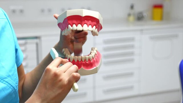 Dentist demonstrating correct tooth brushing technique on jaw model
