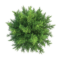 Fototapeta premium PNG Cypress tree background view top.
