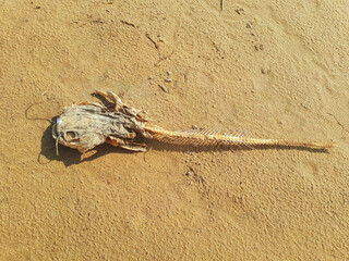 A dead fish skeleton at the edge of a river on a summer day.