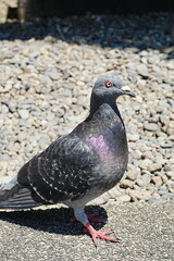 Obraz premium pigeon in the shrine in Japan