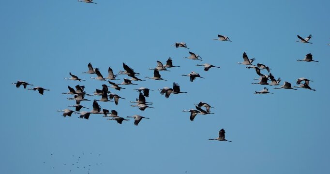 Flock of common cranes ( Grus grus ) in the Camargue, France