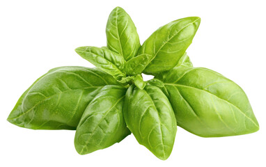 Fototapeta premium PNG Basil leaves plant herbs.