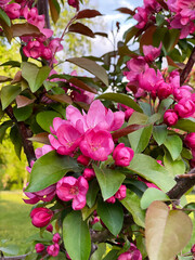 Branch of decorative apple tree with vibrant pink blossoms and buds, extends over a green park lawn in spring. Blossoming branches of Malus Niedzwetzkyana.