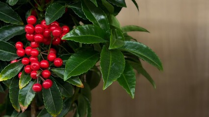 Obraz premium red berries on a bush
