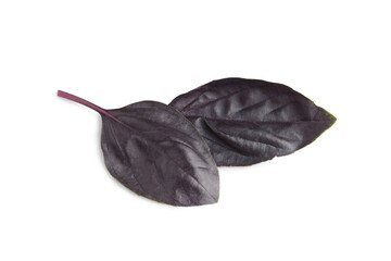 Close up, macro of fresh purple basil leaves isolated on white, transparent background. Aromatic culinary herb  for food design, cooking concept, healthy eating, menus and natural ingredient.