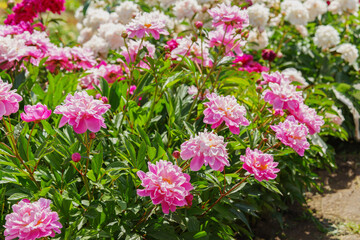 Obraz premium Beautiful pink peony bush blossoms growing in a garden, illuminated by sunlight with fresh green leaves and soft natural plant background. Decorative flower for park, flower bed and landscape design