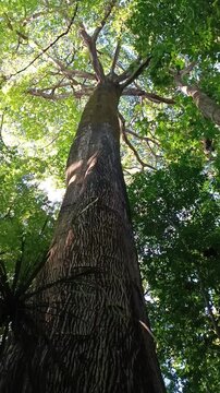 A giant sama&uacute;ma tree, that can reach 60 meters tall,  appear in a park in a metropolitan region on southeast Brazil