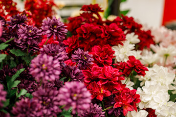 Fototapeta premium colorful bouquet of blooming chrysanthemums with red, purple and white flowers, rich floral texture with soft bokeh, festive garden beauty perfect for decor, celebration and design projects