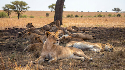 leonessa, safari © Amos