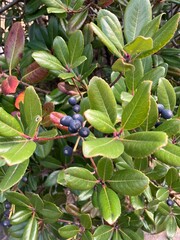 植え込みの実がなる植物