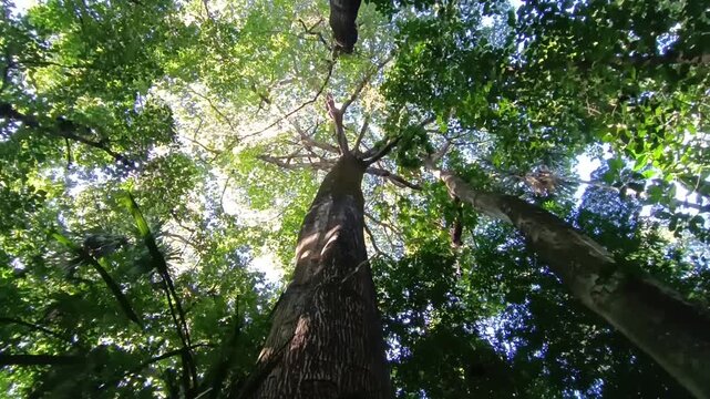A giant sama&uacute;ma tree, that can reach 60 meters tall,  appear in a park in a metropolitan region on southeast Brazil