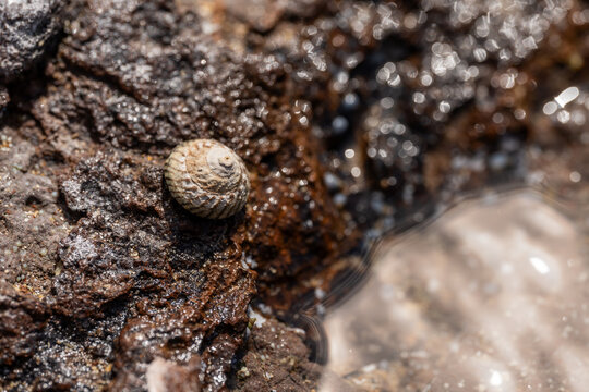 close up of a shell in a rock pool