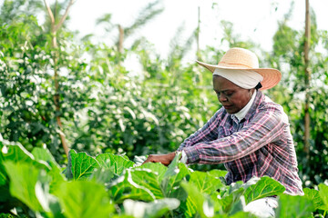 African woman farmer wearing a straw hat working in a lush vegetable garden, tending to organic...