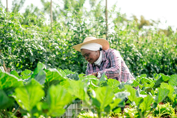 African American female farmer wearing a straw hat and plaid shirt working in a lush green organic vegetable garden.