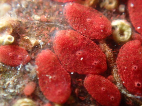 Colonial tunicate or ascidian, sea squirt (Symplegma brakenhielmi) extreme close-up undersea, Ligurian Sea, Italy, Imperia
