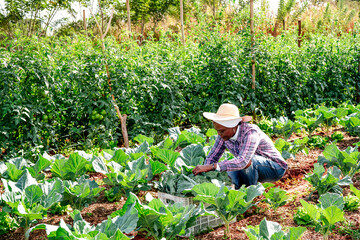 African woman farmer harvesting fresh green leafy vegetables into a crate in a sunny vegetable...