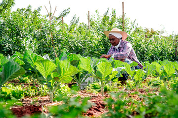 African female farmer harvesting fresh organic green vegetables in a sunny rural garden.