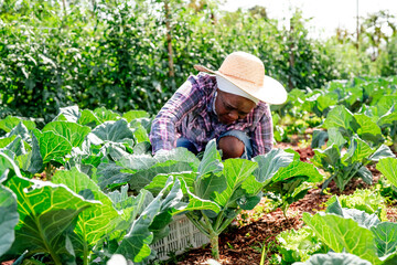 Dedicated African female farmer in a straw hat harvesting fresh leafy green vegetables in a lush organic garden.