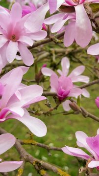 Pink magnolia flowers in garden, closeup. Star Blossoming Magnolia, Vertical video