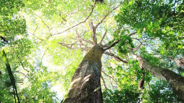 A giant sama&uacute;ma tree, that can reach 60 meters tall,  appear in a park in a metropolitan region on southeast Brazil