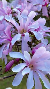 Pink magnolia flowers in garden, closeup. Flowering Magnolia Tree Magnolia &times; loebneri 'Leonard Messel' . Star Blossoming Magnolia, Vertical video