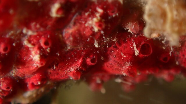Colonial tunicate or ascidian, sea squirt (Symplegma brakenhielmi) extreme close-up undersea, Ligurian Sea, Italy, Imperia
