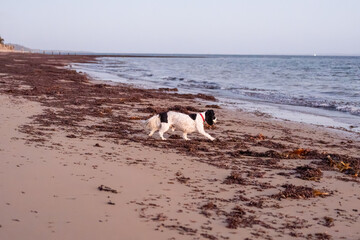 dog running on the beach at dusk