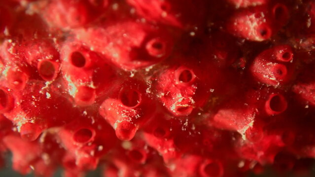 Colonial tunicate or ascidian, sea squirt (Symplegma brakenhielmi) extreme close-up undersea, Ligurian Sea, Italy, Imperia
