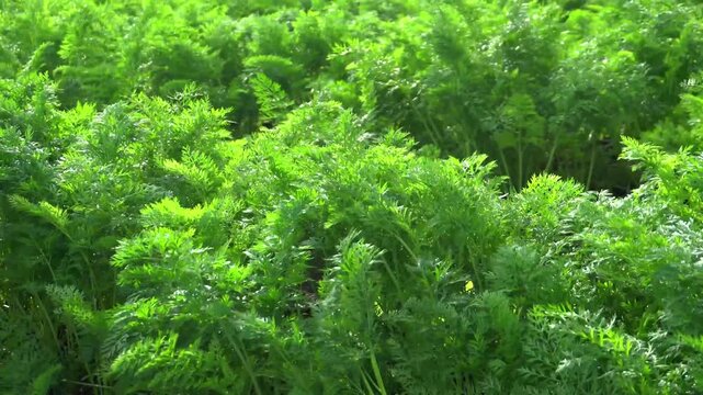 Vibrant carrot greens blanket a vast field, signaling healthy growth and productive agriculture.