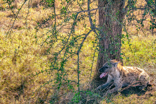 Iena, safari
