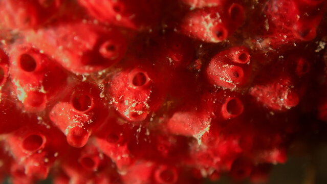 Colonial tunicate or ascidian, sea squirt (Symplegma brakenhielmi) extreme close-up undersea, Ligurian Sea, Italy, Imperia
