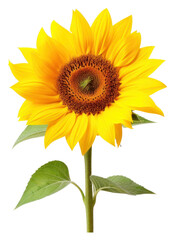 Obraz premium PNG Sunflower plant transparent background inflorescence.