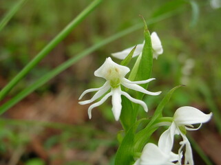 Obraz premium Exotic white wild orchid macro with unique alien-like petal shape in natural habitat.