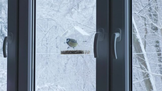 A titmouse lands on a window feeder attached with suction cups. Snowy branches fill the background, symbolizing resilience of wildlife in cold climates.