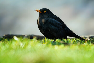 Blackbird (Turdus Merula) singing in a tree