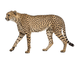 African cheetah walking, side view, isolated on transparent background (PNG) © Trixy