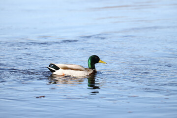 Fototapeta premium Male mallard duck swimming alone across smooth water surface