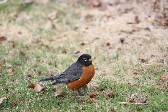 American robin standing on grassy ground in early spring, Madison Wisconsin, April 16, 2019