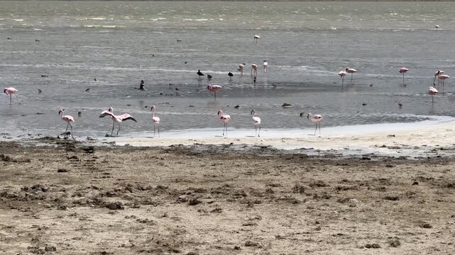 A flamboyance of pink flamingos seen on the shores of lake Natronin Tanzania, Africa