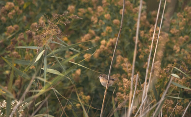 Zitting Cisticola Sitting In Reed (Cisticola Juncidis)