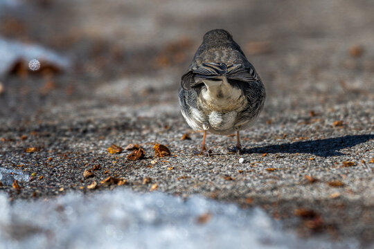 Dark-eyed junco standing on the ground its cute butt to the camera.