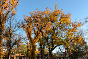 Autumn Tree in Santa Fe, New Mexico