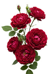 Delicate deep red garden roses and tender rosebuds, vibrant green leaves on a transparent background, soft studio light, ample copy space, elegant botanical perfection concept